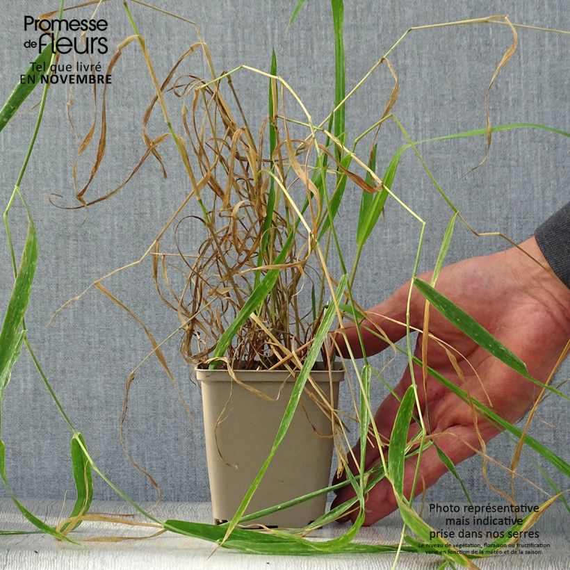 Exemplar von Phalaris arundinaceae - Rohr-Glanzgras Kleine Töpfe von 8/9 cm wie im Herbst geliefert