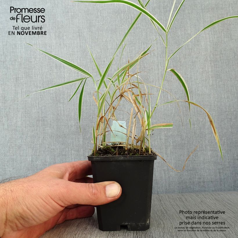 Exemplar von Phalaris arundinacea Picta - Rohr-Glanzgras Kleine Töpfe von 8/9 cm wie im Herbst geliefert