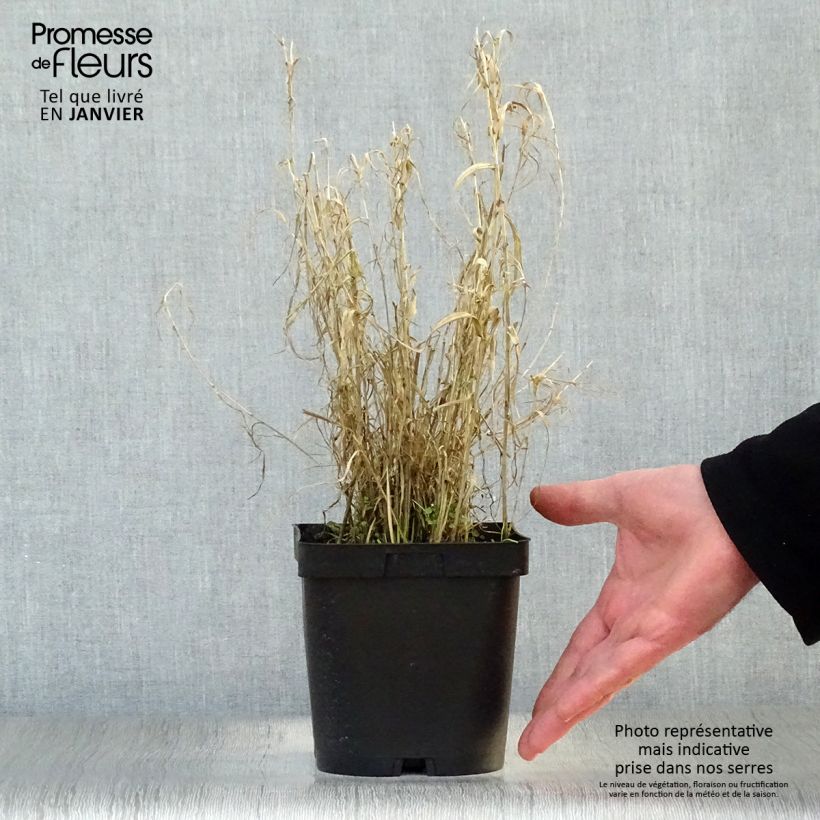 Exemplar von Phalaris arundinacea Picta - Rohr-Glanzgras Topf mit 2L/3L wie im Winter geliefert