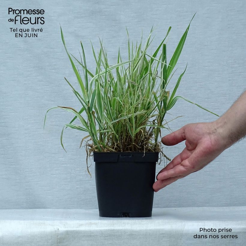 Exemplar von Phalaris arundinacea Picta - Rohr-Glanzgras Topf mit 2L/3L wie im Sommer geliefert