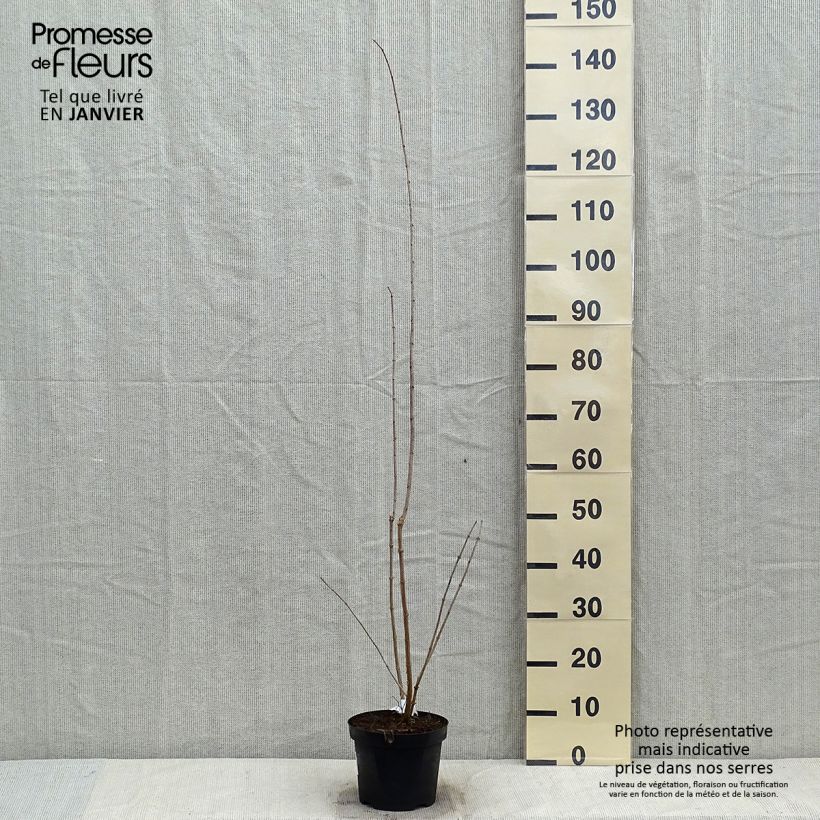 Exemplar von Pfeifenstrauch Bouquet Blanc - Philadelphus persica Topf mit 2L/3L wie im Winter geliefert