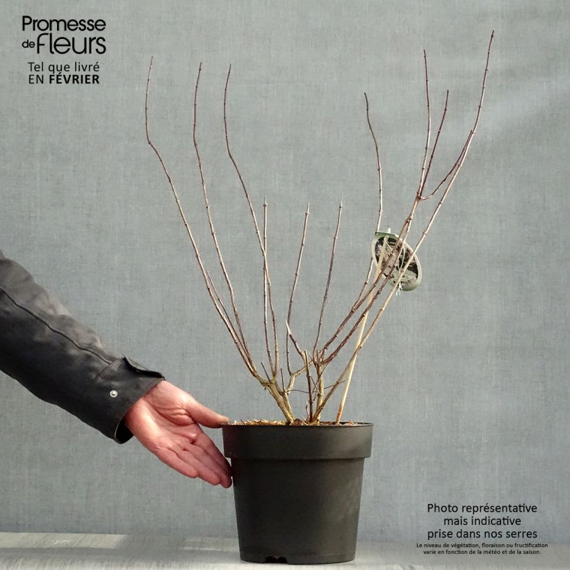 Exemplar von Pfeifenstrauch Little White Love - Philadelphus Topf mit 2L/3L wie im Winter geliefert