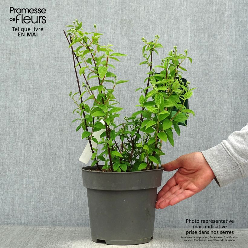 Exemplar von Pfeifenstrauch Little White Love - Philadelphus Topf mit 2L/3L wie im Frühjahr geliefert