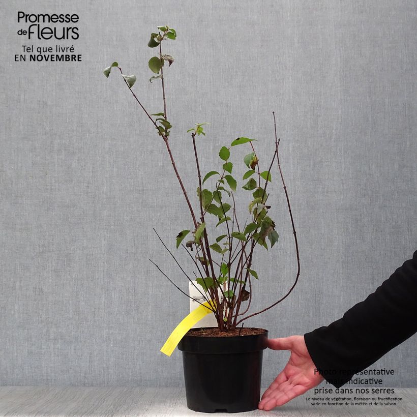 Exemplar von Gefüllter Gartenjasmin Minnesota Snowflake - Philadelphus virginalis Topf mit 2L/3L wie im Herbst geliefert