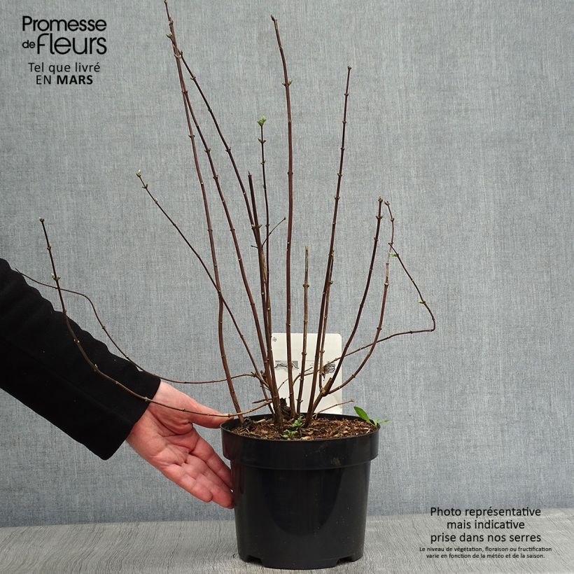 Exemplar von Gefüllter Gartenjasmin Minnesota Snowflake - Philadelphus virginalis Topf mit 2L/3L wie im Winter geliefert