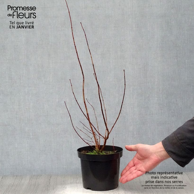 Exemplar von Pfeifenstrauch Virginal - Philadelphus Topf mit 3L/4L wie im Winter geliefert