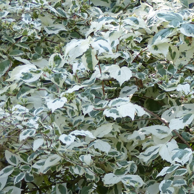 Europäischer Pfeifenstrauch Variegatus - Philadelphus coronarius (Laub)