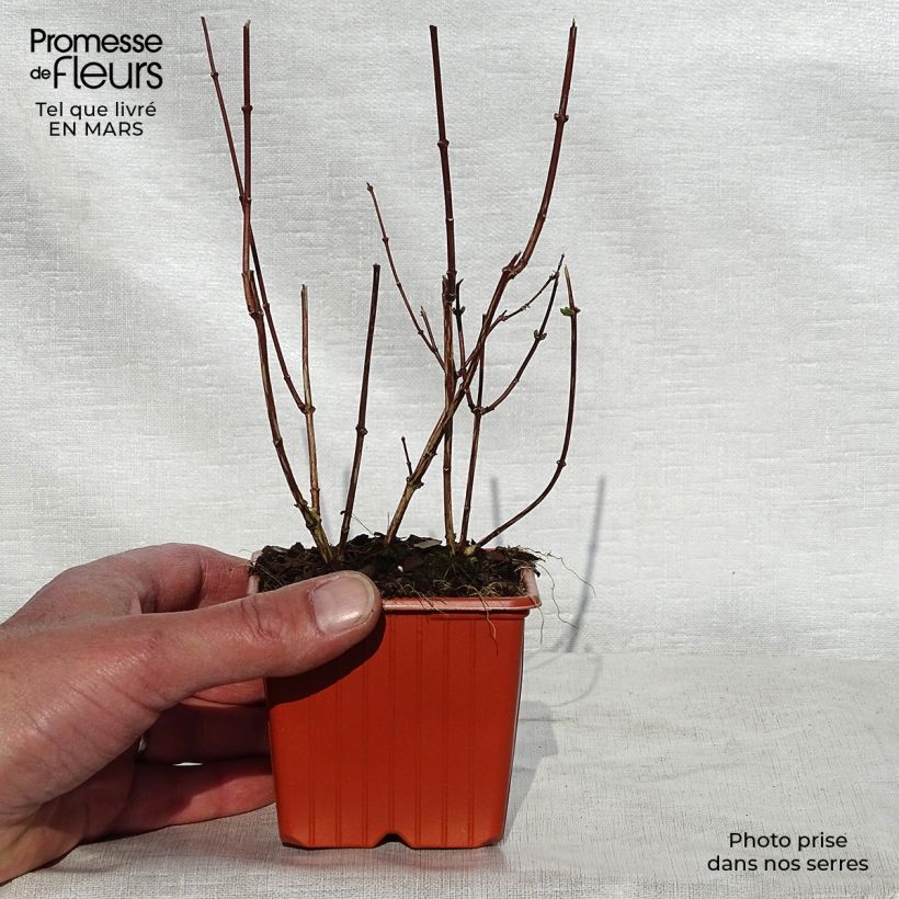 Exemplar von Europäischer Pfeifenstrauch - Philadelphus coronarius Kleine Töpfe von 8/9 cm wie im Frühjahr geliefert