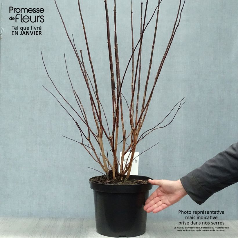 Exemplar von Europäischer Pfeifenstrauch - Philadelphus coronarius Topf mit 4L/5L wie im Winter geliefert