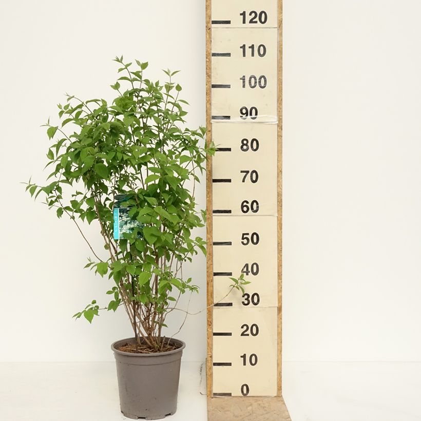 Exemplar von Europäischer Pfeifenstrauch - Philadelphus coronarius Topf mit 4L/5L wie im Frühjahr geliefert