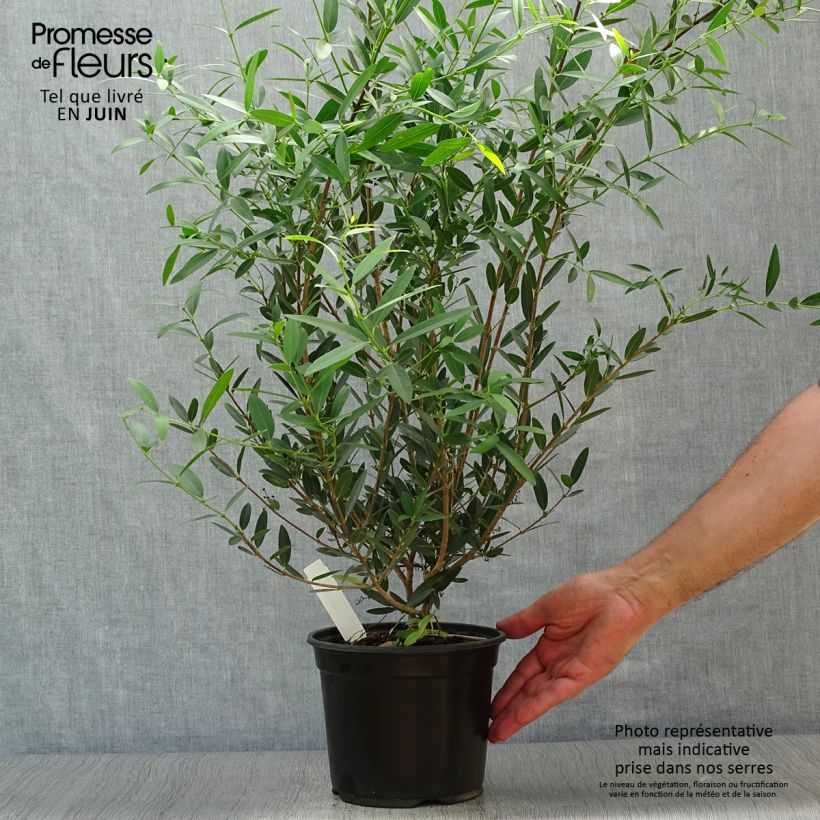 Exemplar von Phillyrea angustifolia Topf mit 2L/3L wie im Sommer geliefert