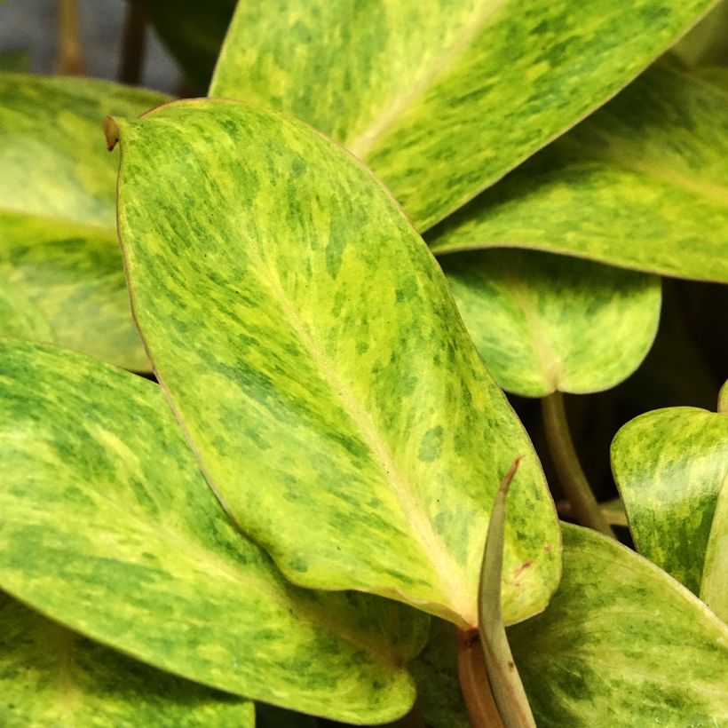Philodendron Calkins Gold - Baumfreund (Laub)