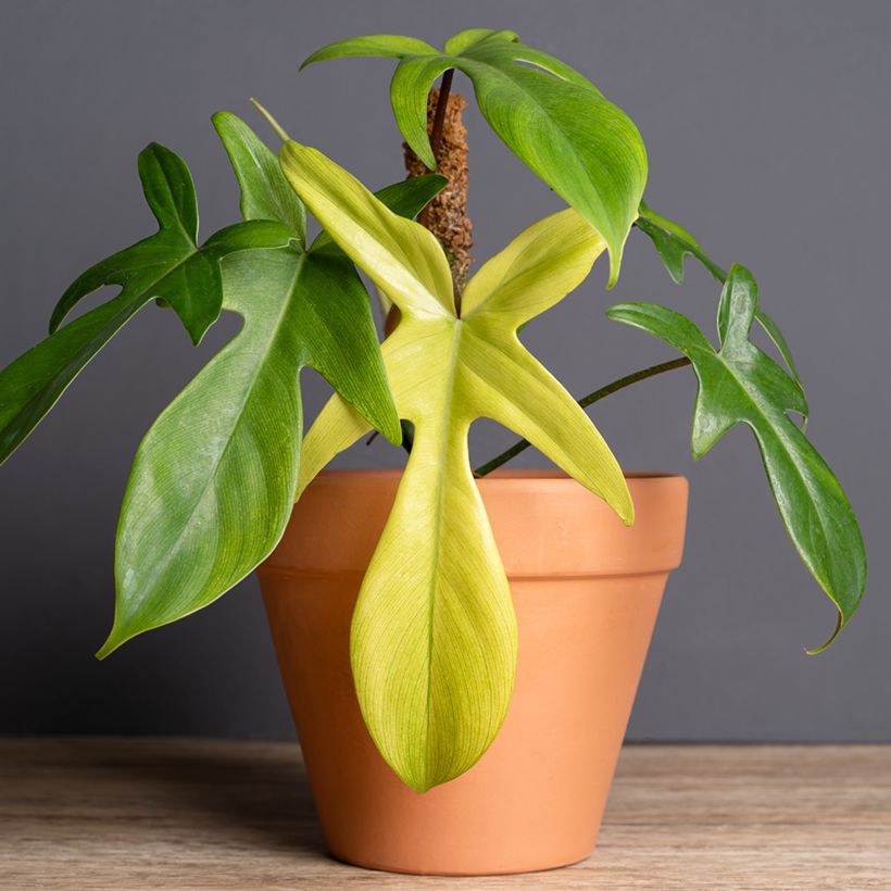 Philodendron Florida Ghost (Hafen)