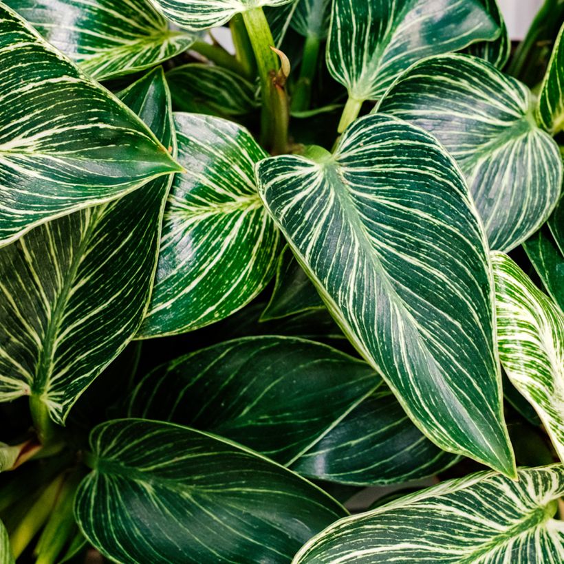 Philodendron White Measure (Laub)