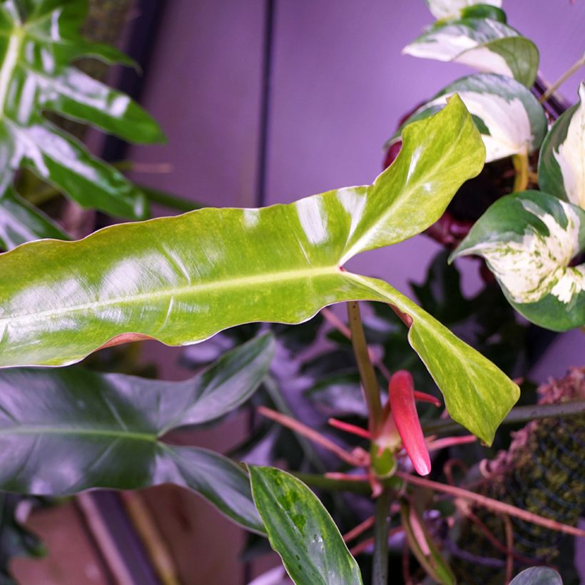 Philodendron mexicanum (Laub)