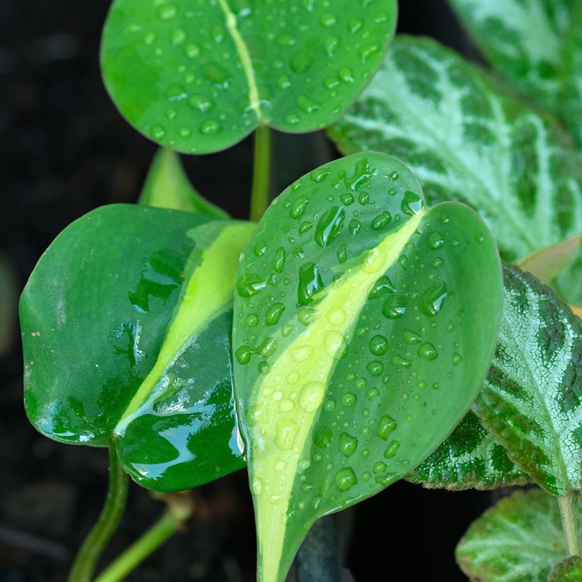 Philodendron scandens Brasil - Kletternder Philodendron (Laub)