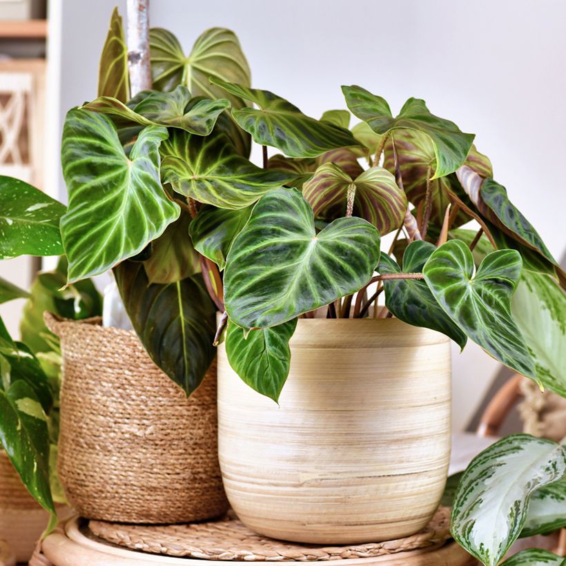 Philodendron verrucosum (Hafen)