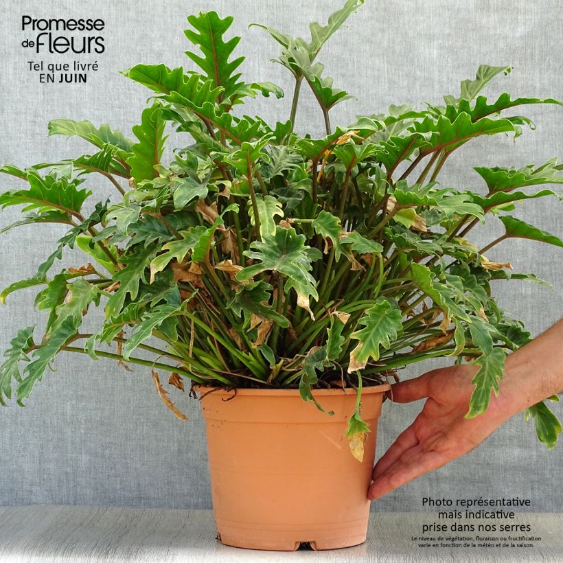 Exemplar von Philodendron xanadu Topf mit 3L/4L wie im Sommer geliefert