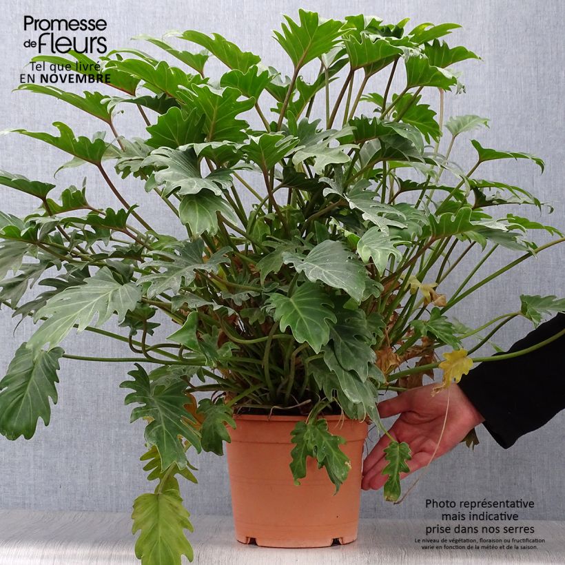 Exemplar von Philodendron xanadu Topf mit 3L/4L wie im Herbst geliefert