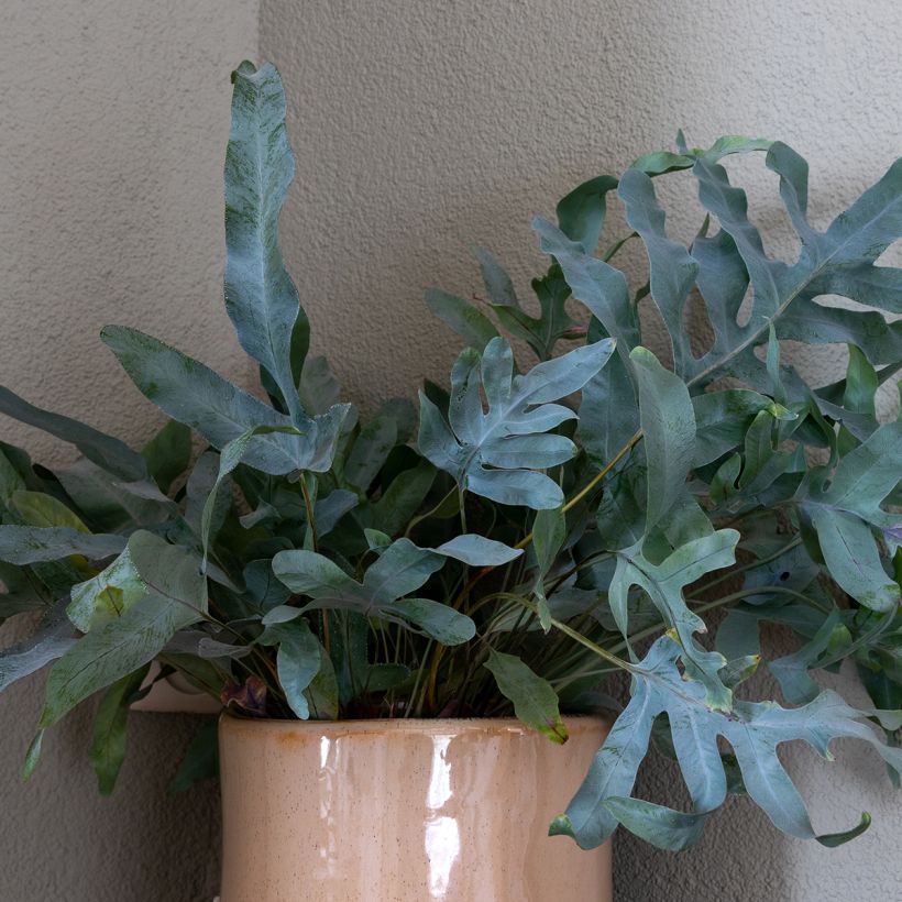 Phlebodium Blue Star - Tüpfelfarn (Laub)