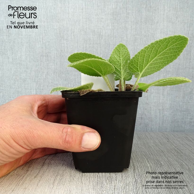 Exemplar von Phlomis russeliana - Syrisches Brandkraut Kleine Töpfe von 8/9 cm wie im Herbst geliefert