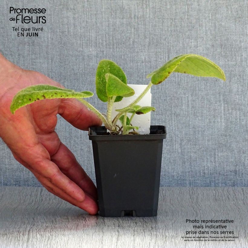 Exemplar von Phlomis russeliana - Syrisches Brandkraut Kleine Töpfe von 8/9 cm wie im Sommer geliefert