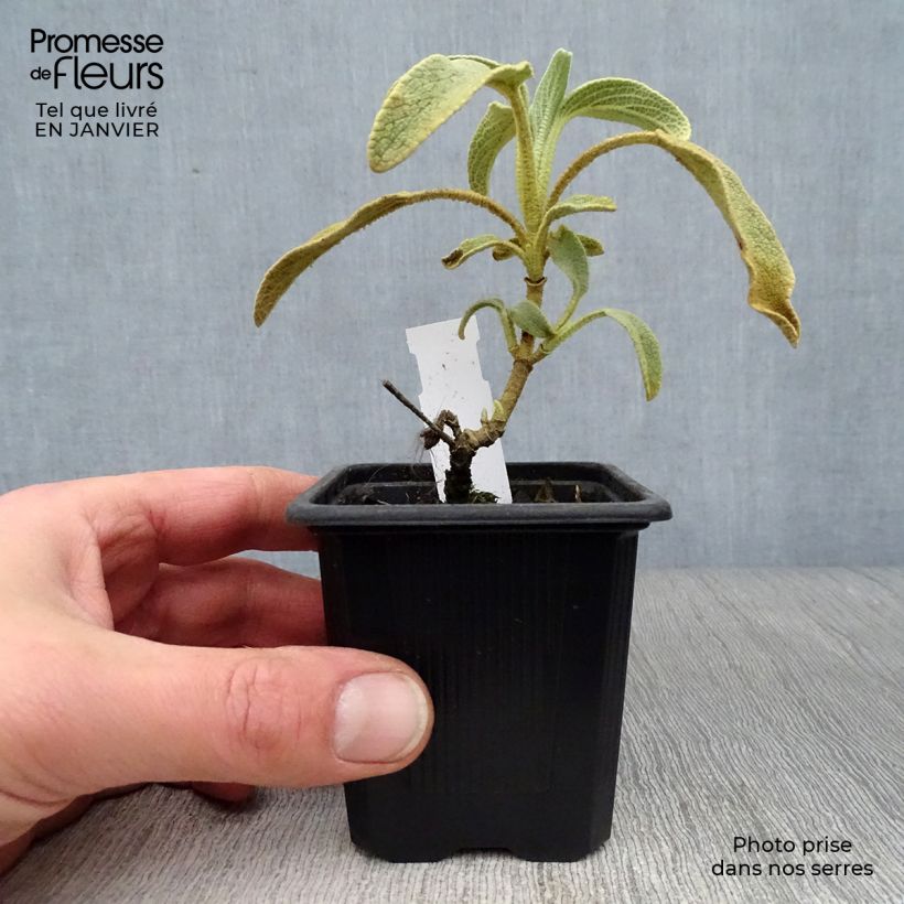 Exemplar von Phlomis fruticosa - Strauchiges Brandkraut Kleine Töpfe von 8/9 cm wie im Winter geliefert