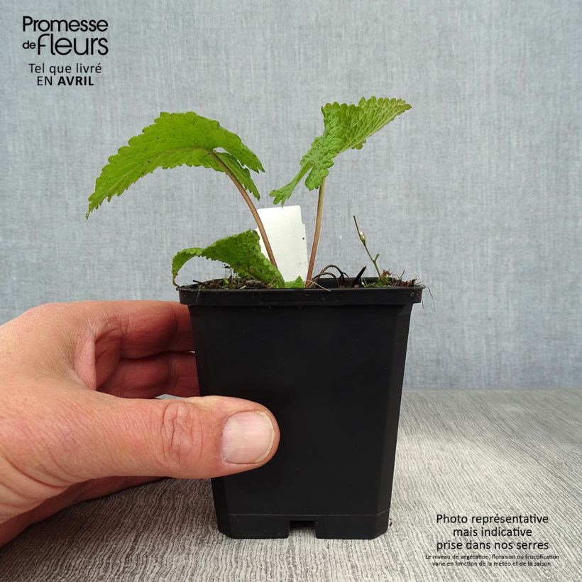 Exemplar von Phlomis tuberosa Amazone - Knollen-Brandkraut Kleine Töpfe von 8/9 cm wie im Frühjahr geliefert