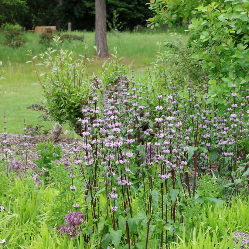 Phlomis tuberosa Amazone - Knollen-Brandkraut (Hafen)