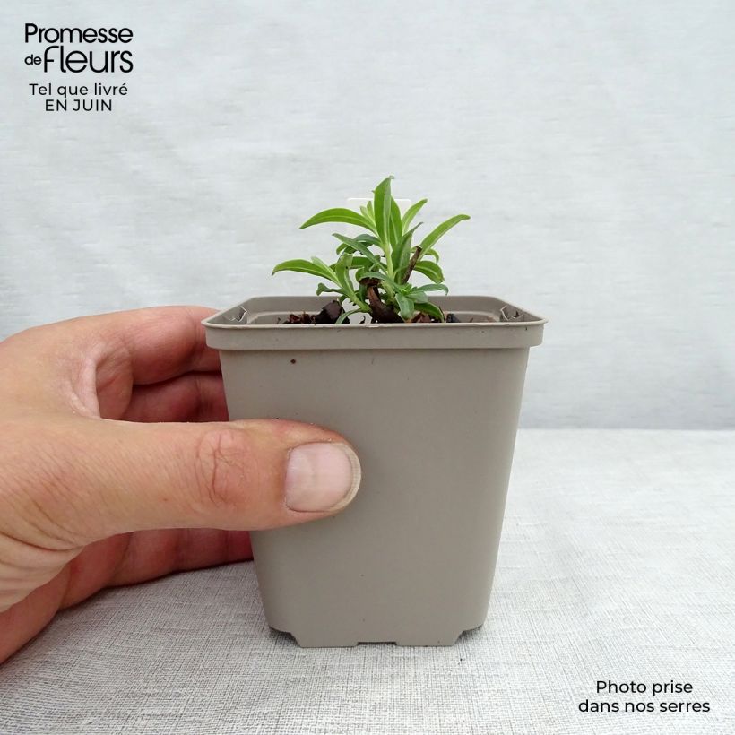 Exemplar von Hohe Flammenblume Fashionably Early Flamingo - Phlox paniculata Kleine Töpfe von 8/9 cm wie im Sommer geliefert