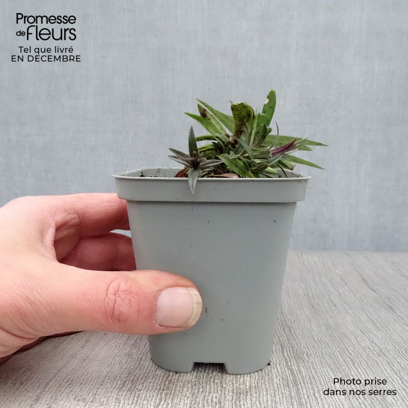 Exemplar von Wald-Phlox Chattahoochee - Phlox divaricata Kleine Töpfe von 8/9 cm wie im Winter geliefert