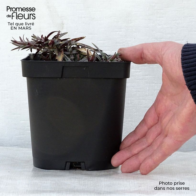 Exemplar von Wald-Phlox Chattahoochee - Phlox divaricata Topf mit 2L/3L wie im Frühjahr geliefert