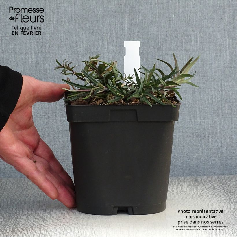 Exemplar von Wald-Phlox Chattahoochee - Phlox divaricata Topf mit 2L/3L wie im Winter geliefert