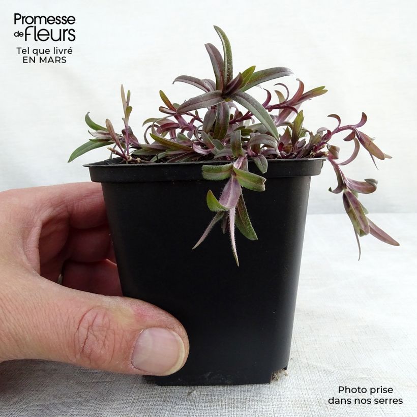 Exemplar von Wald-Phlox White Perfume - Phlox divaricata Kleine Töpfe von 8/9 cm wie im Winter geliefert