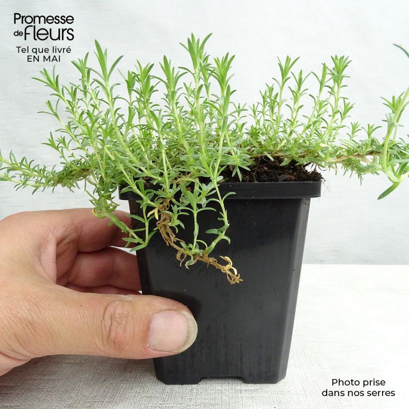 Exemplar von Polsterphlox Lilac Cloud - Phlox douglasii Kleine Töpfe von 8/9 cm wie im Frühjahr geliefert