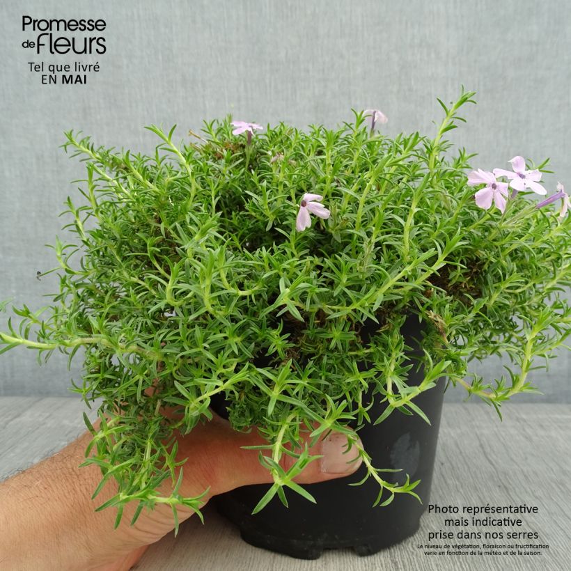 Exemplar von Polsterphlox Lilac Cloud - Phlox douglasii Topf mit 2L/3L wie im Frühjahr geliefert