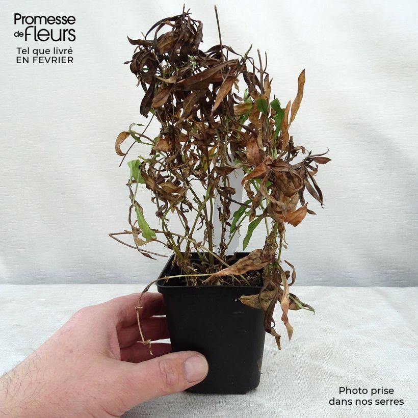 Exemplar von Flammenblume Forever Pink - Phlox Kleine Töpfe von 8/9 cm wie im Winter geliefert