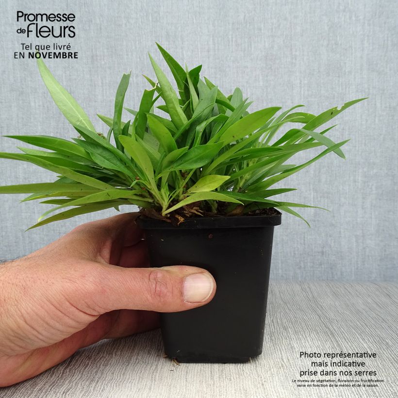 Exemplar von Flammenblume Forever Pink - Phlox Kleine Töpfe von 8/9 cm wie im Herbst geliefert