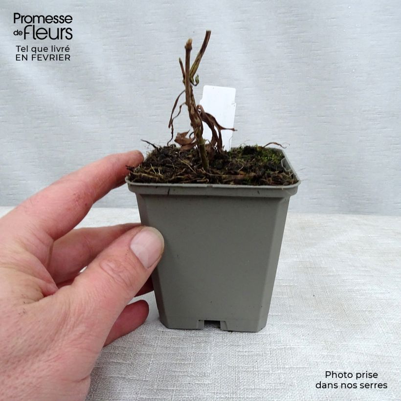 Exemplar von Gefleckter Phlox Alpha - Phlox maculata Kleine Töpfe von 8/9 cm wie im Winter geliefert