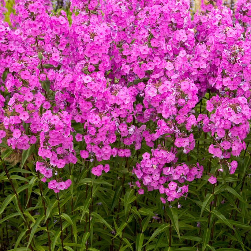 Gefleckter Phlox Alpha - Phlox maculata (Hafen)