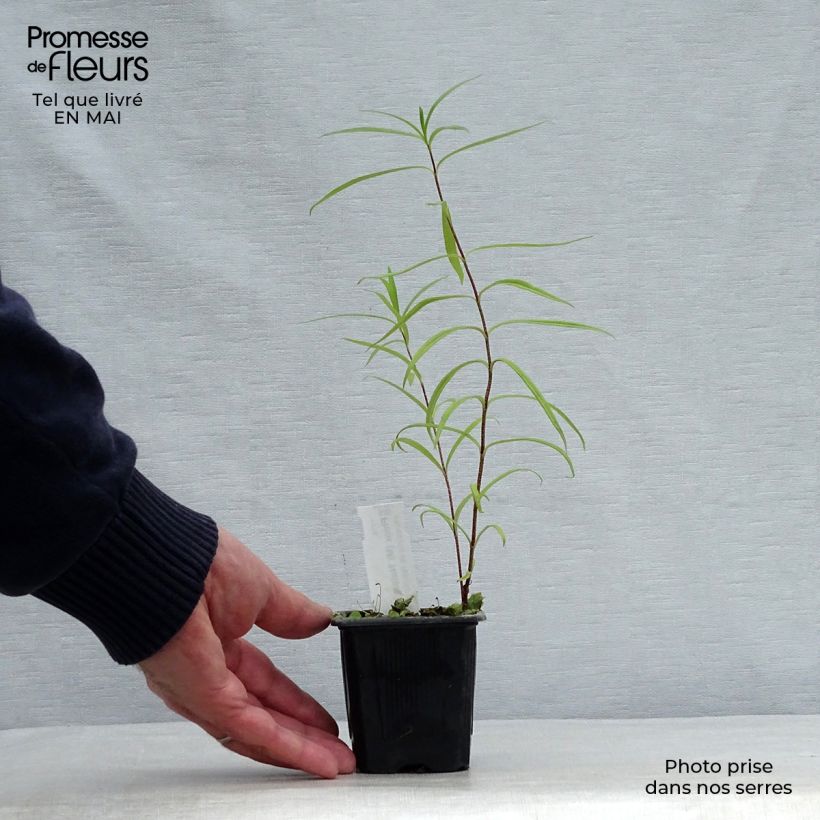 Exemplar von Gefleckter Phlox Natasha - Phlox maculata Kleine Töpfe von 8/9 cm wie im Frühjahr geliefert