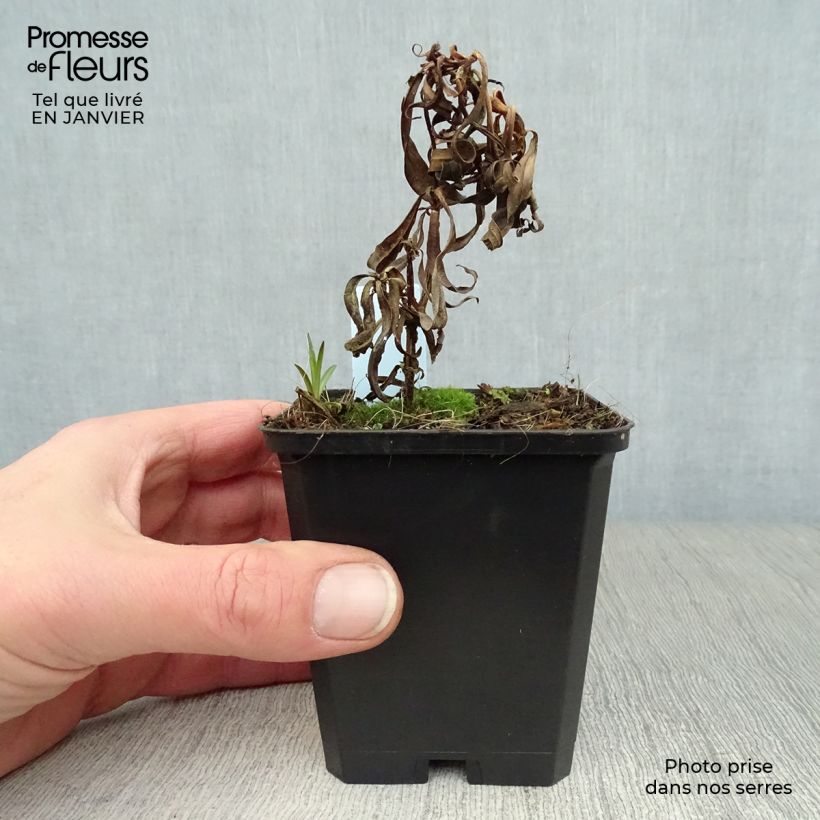 Exemplar von Gefleckter Phlox Omega - Phlox maculata Kleine Töpfe von 8/9 cm wie im Winter geliefert