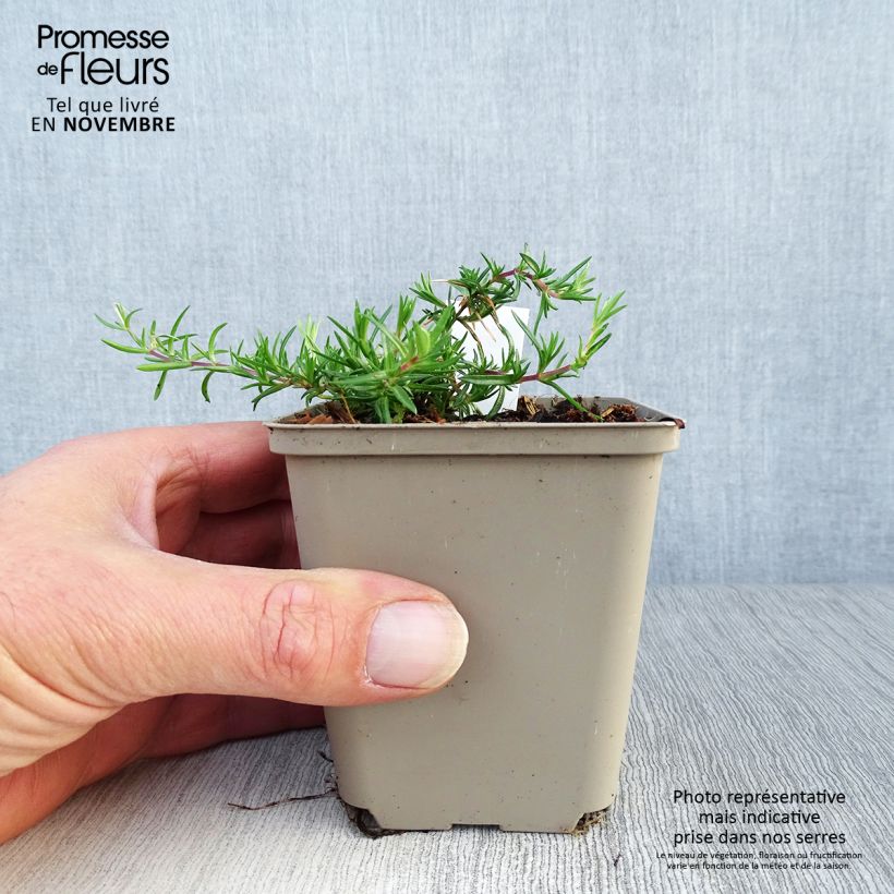 Exemplar von Pfriemenförmiger Phlox Candy Stripes - Phlox subulata Kleine Töpfe von 8/9 cm wie im Herbst geliefert