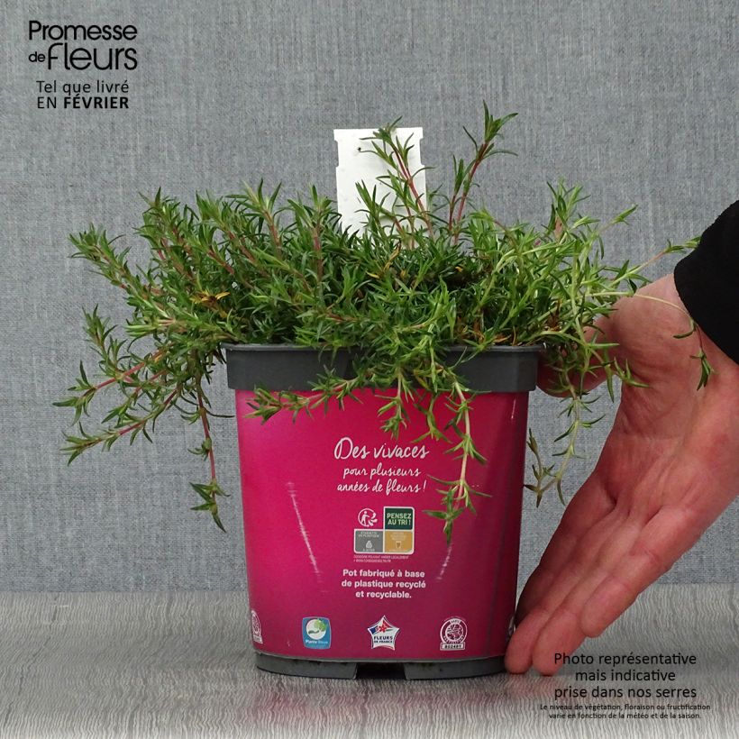 Exemplar von Pfriemenförmiger Phlox Candy Stripes - Phlox subulata Topf mit 1,5L/2L wie im Winter geliefert