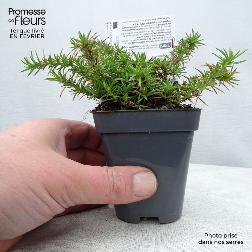 Exemplar von Pfriemenförmiger Phlox Candy Stripes - Phlox subulata Kleine Töpfe von 8/9 cm wie im Winter geliefert