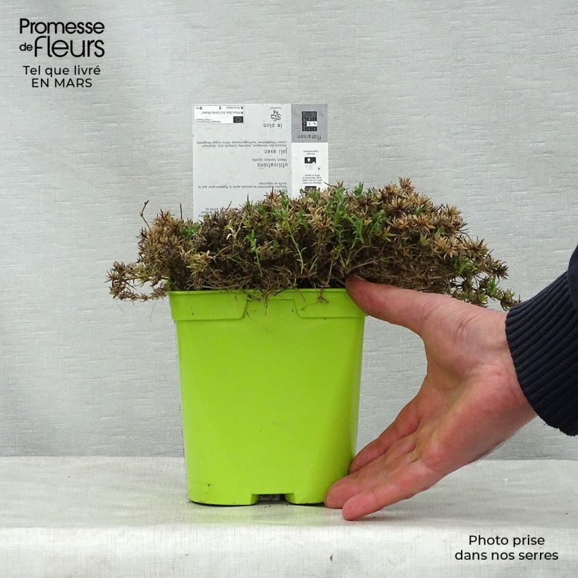 Exemplar von Pfriemenförmiger Phlox Candy Stripes - Phlox subulata Topf mit 1,5L/2L wie im Frühjahr geliefert