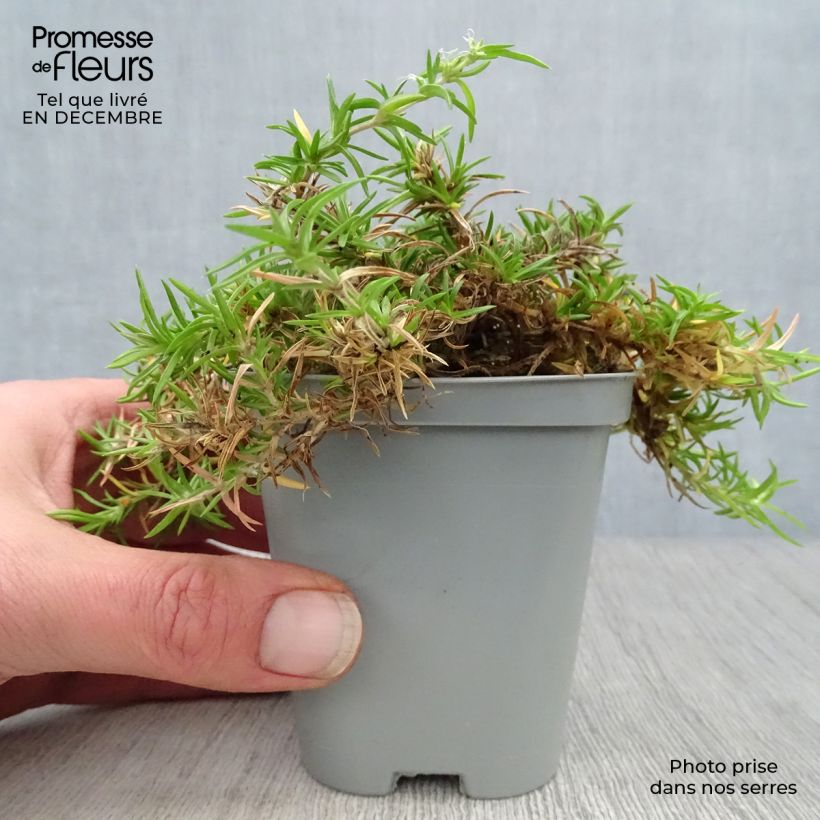 Exemplar von Pfriemenförmiger Phlox Moerheimii - Phlox subulata Kleine Töpfe von 8/9 cm wie im Winter geliefert