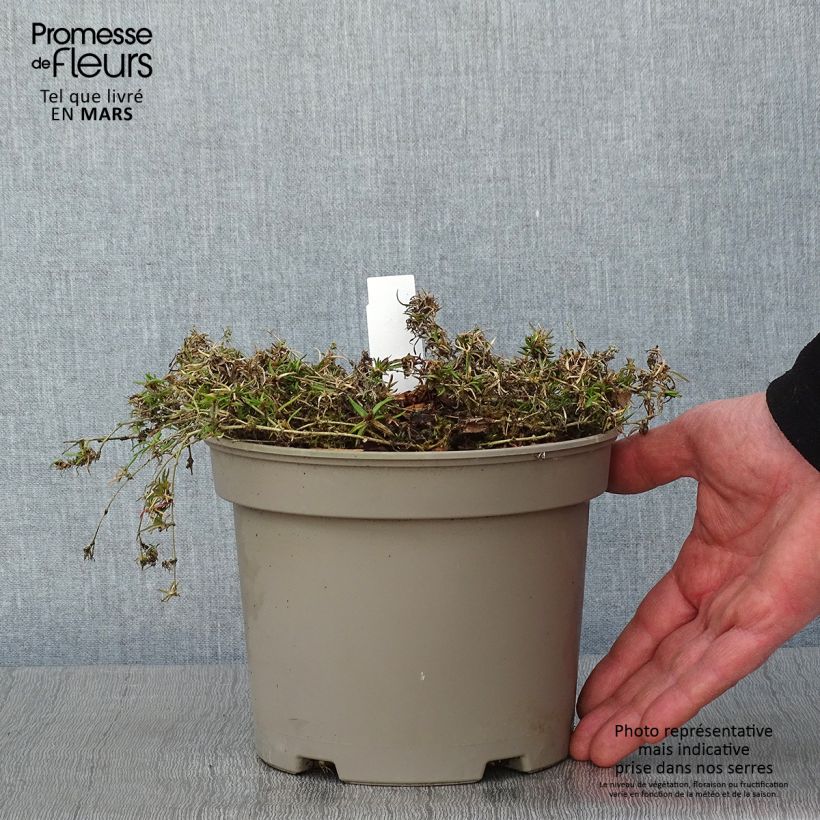 Exemplar von Pfriemenförmiger Phlox Scarlet Flame - Phlox subulata Topf mit 2L/3L wie im Winter geliefert