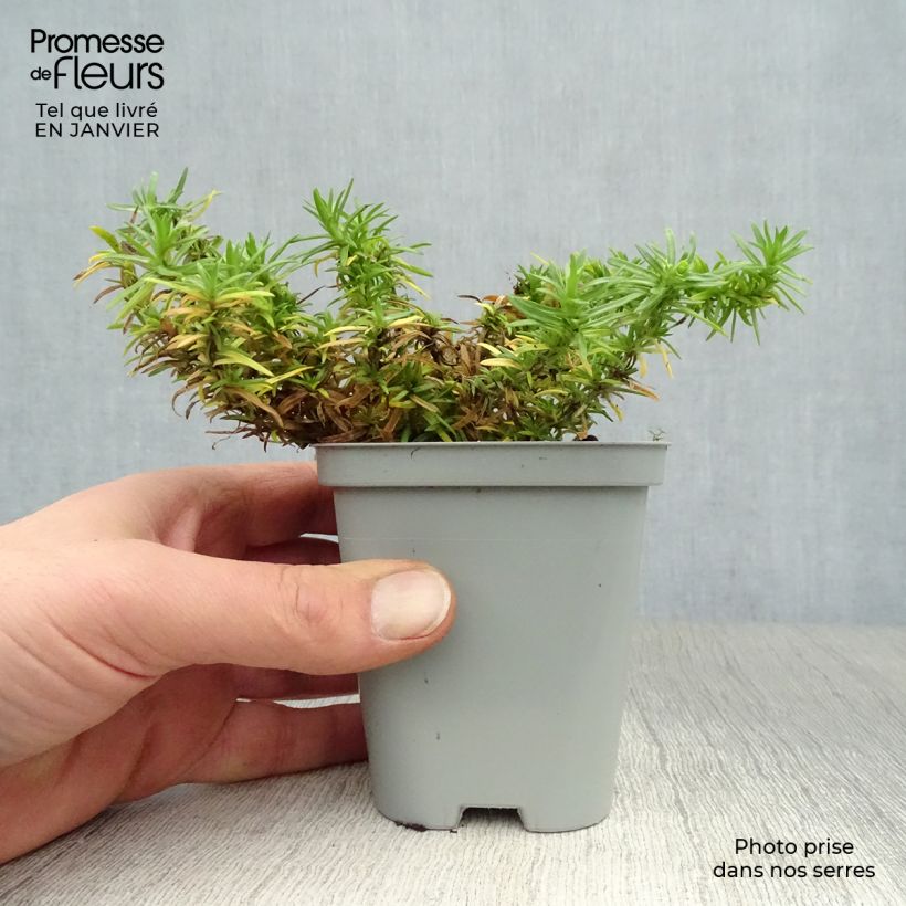 Exemplar von Pfriemenförmiger Phlox White Delight - Phlox subulata Kleine Töpfe von 8/9 cm wie im Winter geliefert