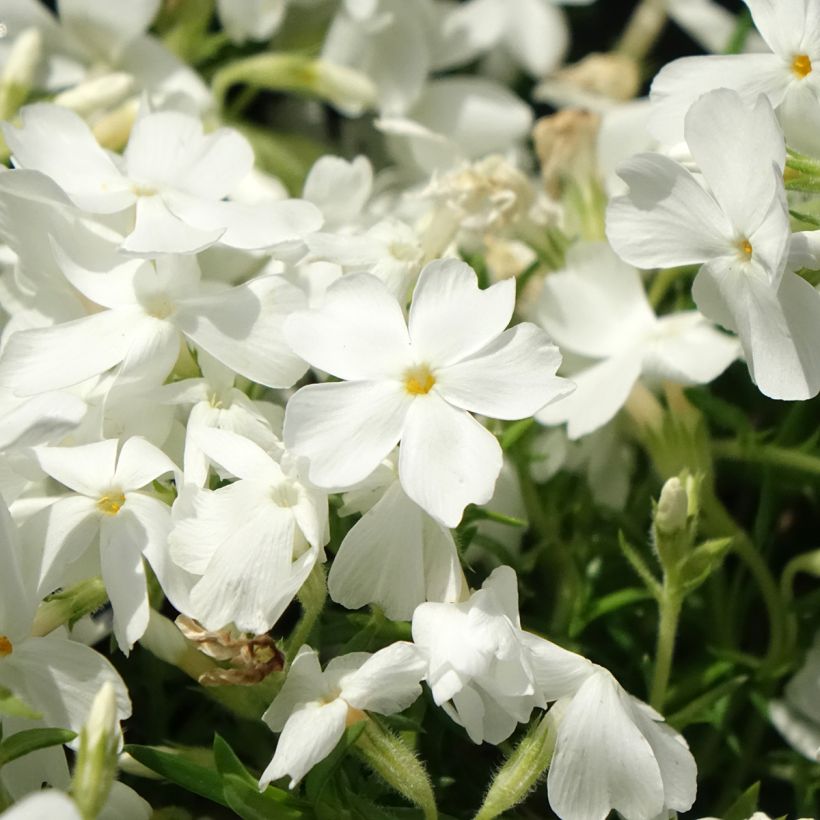Pfriemenförmiger Phlox White Delight - Phlox subulata (Blüte)